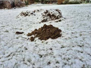 Les taupes dorment-elles en hiver ? La preuve sous la neige !
